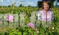 Галина Стоянова: ЕК обмисля да обяви розовото масло за химическа субстанция