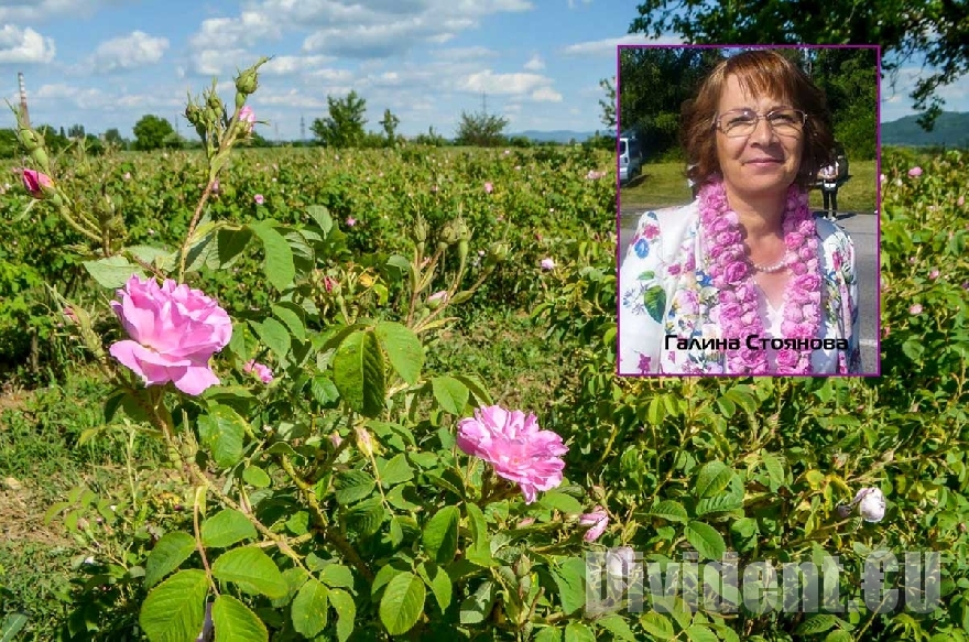 Галина Стоянова: ЕК обмисля да обяви розовото масло за химическа субстанция