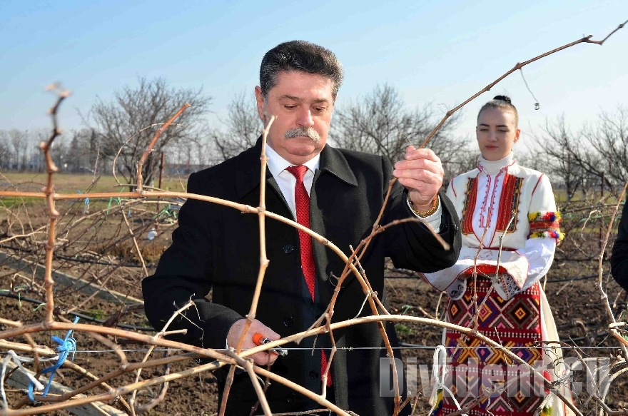 Зарязаха лозята на Тракийски университет за здраве и берекет