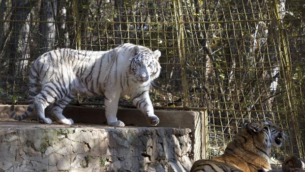Зоопаркът в Стара Загора посреща с лятно работно време
