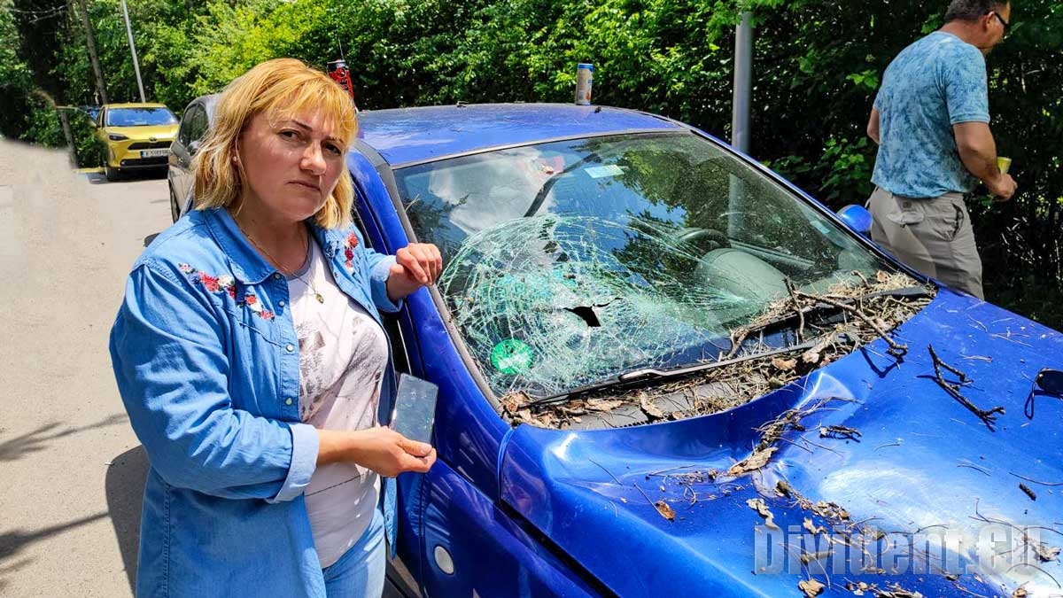 Дърво падна върху движещ се автомобил на Аязмото в Стара Загора