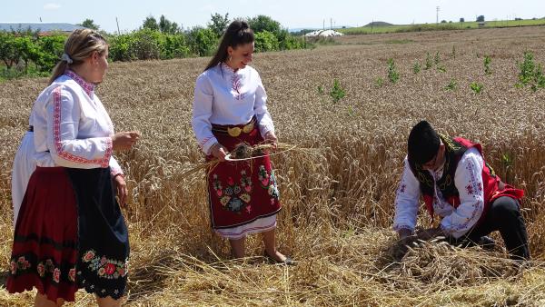 В новозагорското село Новоселец зажънаха по стар обичай