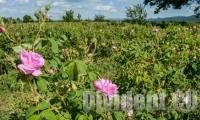 Българското розово масло няма да бъде класифицирано като химикал