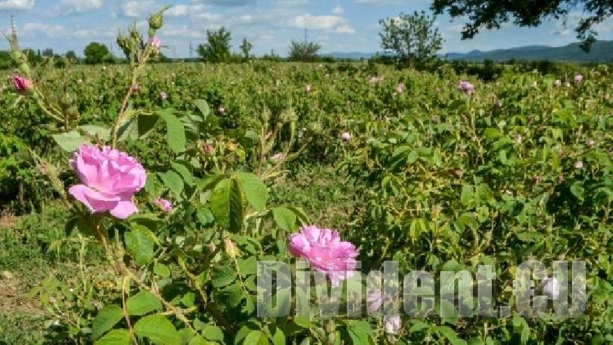 Българското розово масло няма да бъде класифицирано като химикал