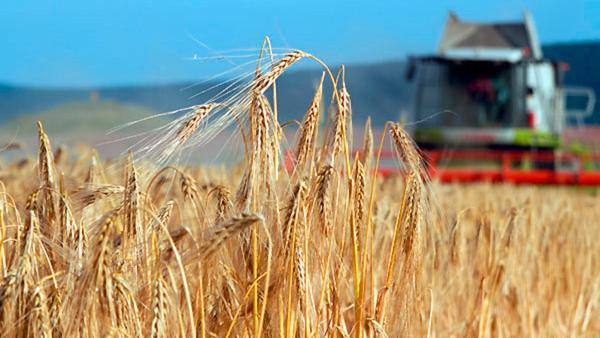 Трудна година за зърнопроизводителите в Старозагорски регион