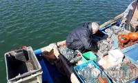 Черноморската риба е намаляла двойно и е поскъпнала с близо 40%