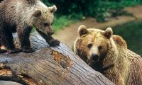 Събитие, посветено на кафявата мечка подготвят Зоопарк Стара Загора и Тракийски университет