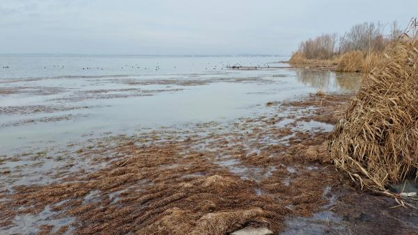 Мъртви водорасли причинили зловонието в Бургаското езеро