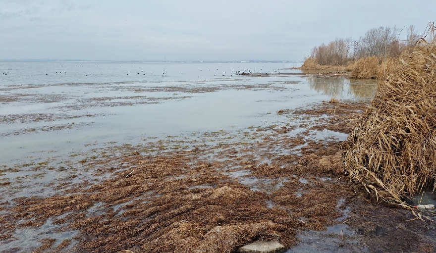 Мъртви водорасли причинили зловонието в Бургаското езеро