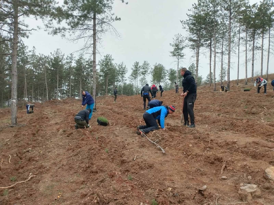 1200 фиданки залесиха на опожарена територия служители на  ТЕЦ 2 и ДГС - Стара Загора